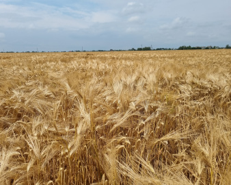 Насіння озимого ячменю ПАРАДІС