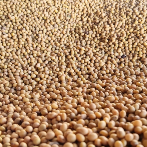 Соя не ГМО АЛТОНА