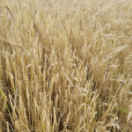 ханнелоре 2025 : 1.jpg