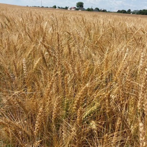 Пшениця 3 клас