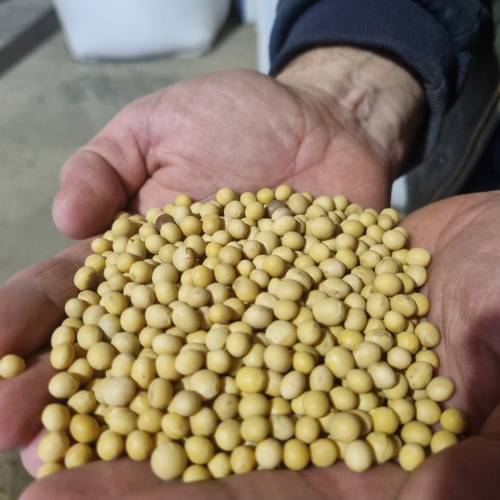 Соя ГМО АББІ (Канада)