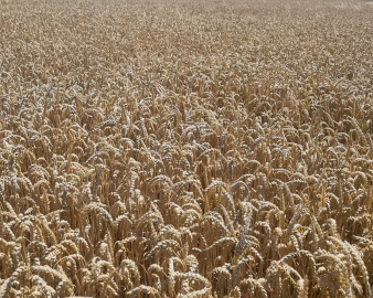 Насіння озимої пшениці АПОСТЕЛ