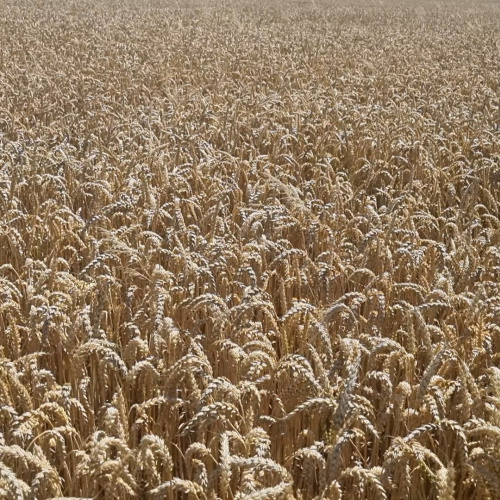 Насіння озимої пшениці АПОСТЕЛ