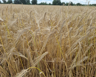 Озимий ячмінь ХАННЕЛОРЕ