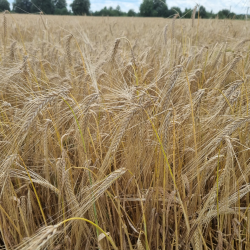 Озимий ячмінь ХАННЕЛОРЕ